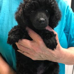 Poodle Puppies from Andmarc Poodles
