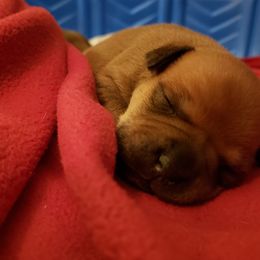 Bull Terrier and Staffordshire Bull Terrier Puppies from Courstaff Staffords