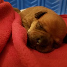 Bull Terrier and Staffordshire Bull Terrier Puppies from Courstaff Staffords