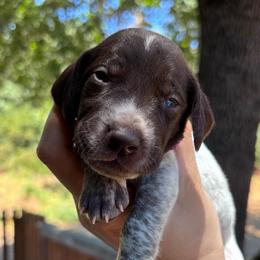 Chai - purple collar - Liver roan female German Shorthaired Pointer puppy in Mokelumne Hill, California from Underhill GSP