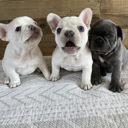 French Bulldog Puppies from 1011 French Bulldogs