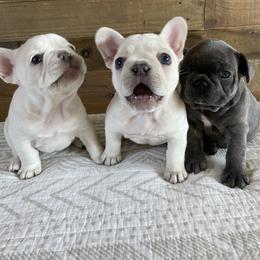 French Bulldog Puppies from 1011 French Bulldogs