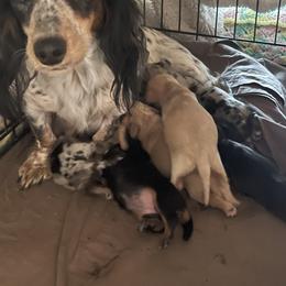 Dachshund Puppies from Vandruff Creek Mini Dachshunds