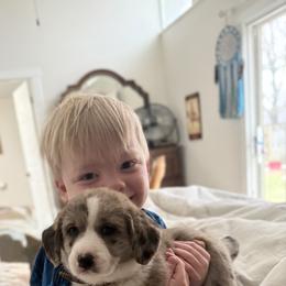 Cardigan Welsh Corgi Puppies from Squires Corgi Cottage