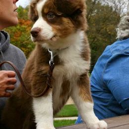 Australian Shepherd Puppies from Integrity Australian Shepherds