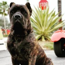 Cane Corso from South Florida Cane Corsos