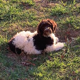 Goldendoodle and Golden Retriever Puppies from Faye Faye’s Golden Doodles