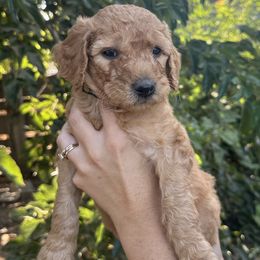 Yellow Collar Girl - Apricot female Goldendoodle puppy in Escalon, California from Silveira’s Golden Doodles