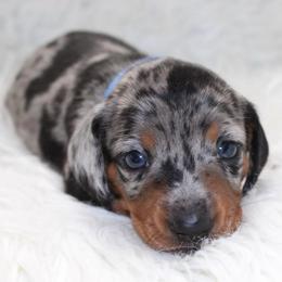 Dapple Male - Dapple male Dachshund puppy in Lily, Kentucky from Little Acres Miniature Dachshunds
