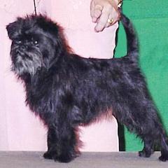 Affenpinscher All Grown Up from Coachlight