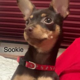 Sookie - Prague Ratter