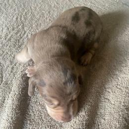 Milo - Dapple male Dachshund puppy in El Cajon, California from Lisa Buxton