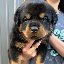 Pick 3 - Black and mahogany female Rottweiler puppy in Lyons, Indiana from White River Rottweilers