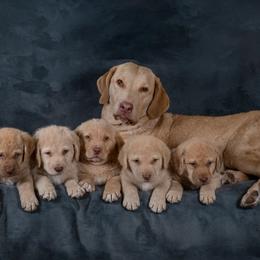 Chesapeake Bay Retrievers from Pine Isle Chesapeakes