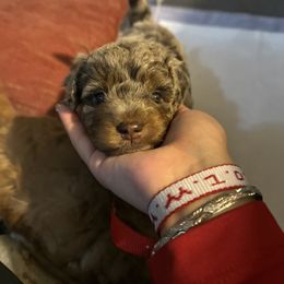 Goldendoodle and Poodle Puppies from Natalia Ovalle