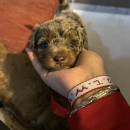 Goldendoodle and Poodle Puppies from Natalia Ovalle