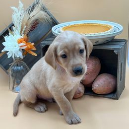 Red - Yellow male Labrador Retriever puppy in Heath Springs, South Carolina from Rich Hill Retrievers