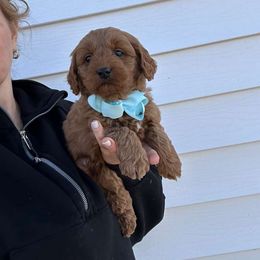 Lilo - Red  male Goldendoodle puppy in Mint Hill, North Carolina from DoodleForever