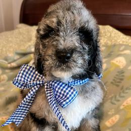 Gravy - Merle male Labradoodle puppy in Greensboro, Georgia from B’s Doodles