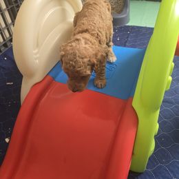 Goldendoodle and Labrador Retriever Puppies from Sagebrush Labradors and Doodles