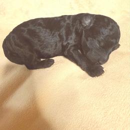 Alfalfa - Phantom male Goldendoodle puppy in Newark, New Jersey from Westmorelandislandpups