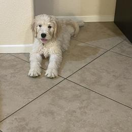 Bernedoodle, Goldendoodle, and Sheepadoodle Puppies from Golden-Doods and Company