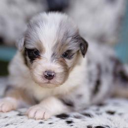 BMM 3 - Blue merle male Australian Shepherd puppy in Elkton, Tennessee from Riverlook Australian Shepherds