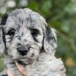 Aussiedoodles, Bernedoodles, and Goldendoodles from Gunstock Doodles