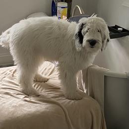 Bernedoodle and Sheepadoodle All Grown Up from Spy Haven LLC