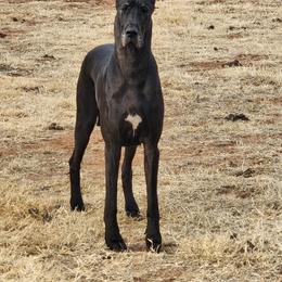 Great Dane All Grown Up from TLC Danes