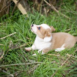 Cardigan Welsh Corgi and Pembroke Welsh Corgi Puppies from High Hopes Farm