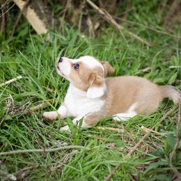 Cardigan Welsh Corgi and Pembroke Welsh Corgi Puppies from High Hopes Farm