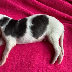 Tarlatan - Sable Borzoi puppy in Boring, Oregon from Saxafrax Borzoi