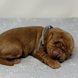Jimmy - Apricot male Australian Labradoodle puppy in Sacramento, California from Little Farmstead Labradoodles