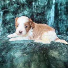 Jeremy - Blenheim male Cavapoo puppy in Knoxville, Tennessee from Rocky Top Cavapoos