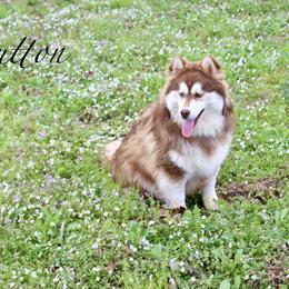 Button - Chocolate male Pomsky puppy in Murfreesboro, Tennessee from Middle Tennessee Pomskies
