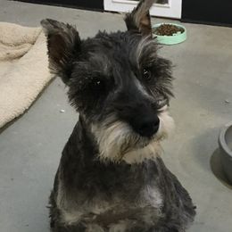 Ashley - Miniature Schnauzer
