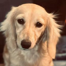 Dachshunds from K4 Doxies