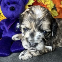 Sierra - Merle female Cockapoo puppy in Placerville, California from Rpuppies