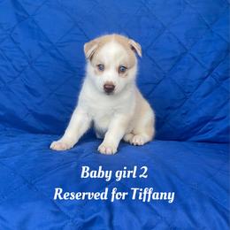 Baby girl 2 - Sable and white female Siberian Husky puppy in Ocala, Florida from Florida Husky Puppies