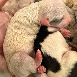 Sage - Blue merle and white female Sheepadoodle puppy in Vernonia, Oregon from Life Unleashed Farm
