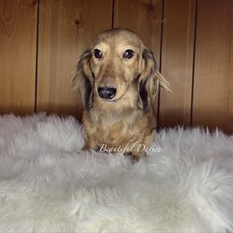Faline - Dachshund