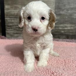Beth - White female Cavapoo puppy in Camden, Michigan from FurEver Friends Finder