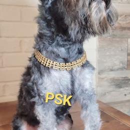 Jasmine - Miniature Schnauzer