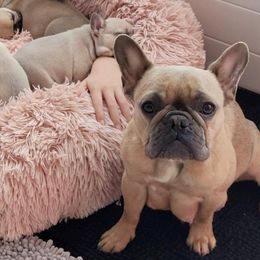 French Bulldog Puppies from Field of Frenchies