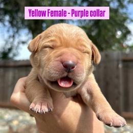 Purple Collar - Yellow female Labrador Retriever puppy in Galt, California from On My Side Kennels