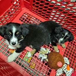 Toy Australian Shepherd Puppies from Honeybee Haven's Toy Aussies