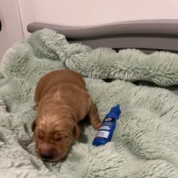 Blue - Golden male Golden Retriever puppy in Lake City, Minnesota from Windcliff Goldens
