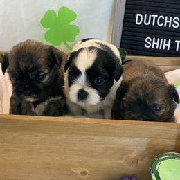 Shih Tzus from Dutch’s AKC Shih Tzus