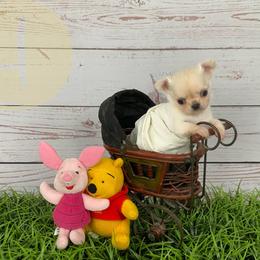 Odie - Cream and white male Chihuahua puppy in North Ridgeville, Ohio from Happy Pups